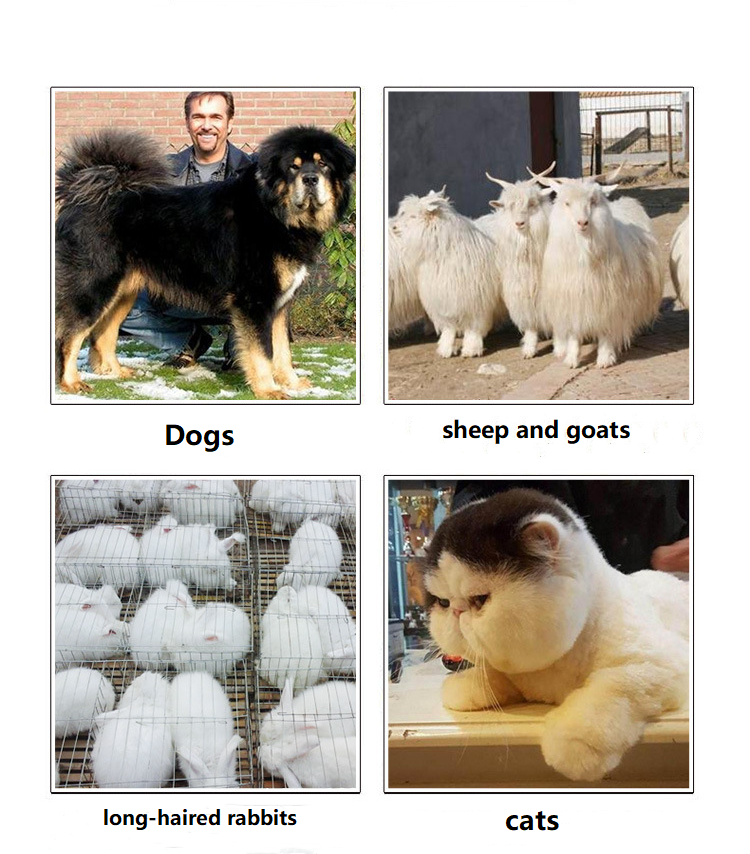 Mașină de tuns animale de companie cu cablu T82 Mașină de tuns animale de companie cu cablu T82