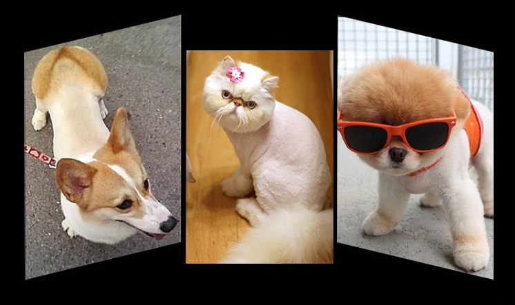 Mașină de tuns animale de companie D28 fără fir